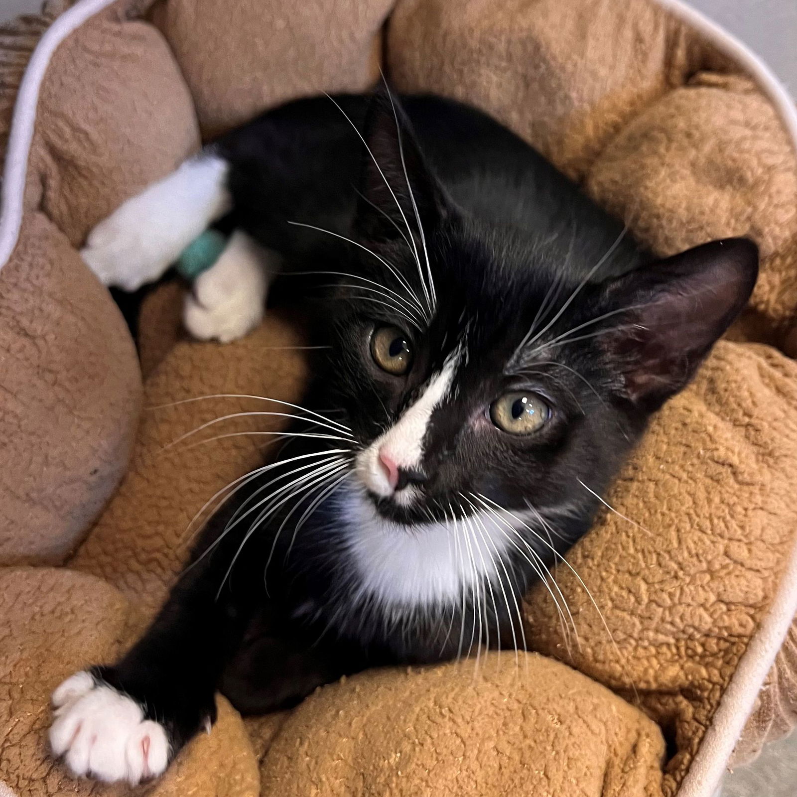 adoptable Cat in Rancho Santa Fe, CA named Jolly