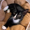 adoptable Cat in  named Jolly