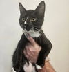adoptable Cat in  named Kirk