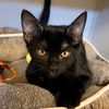 adoptable Cat in  named Rancher