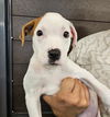 adoptable Dog in  named Jesse
