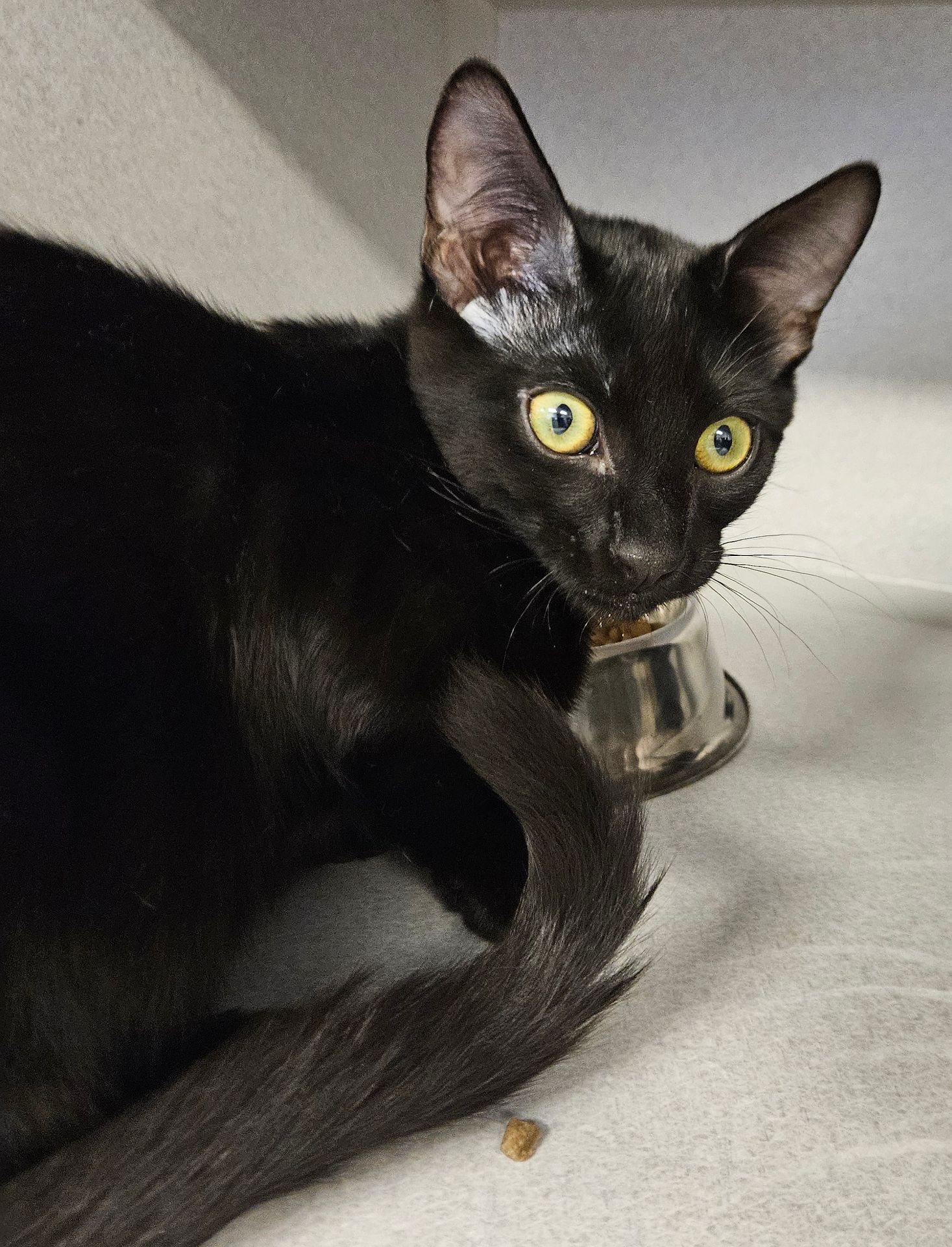 adoptable Cat in Rancho Santa Fe, CA named Cinna