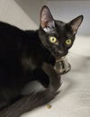 adoptable Cat in  named Cinna
