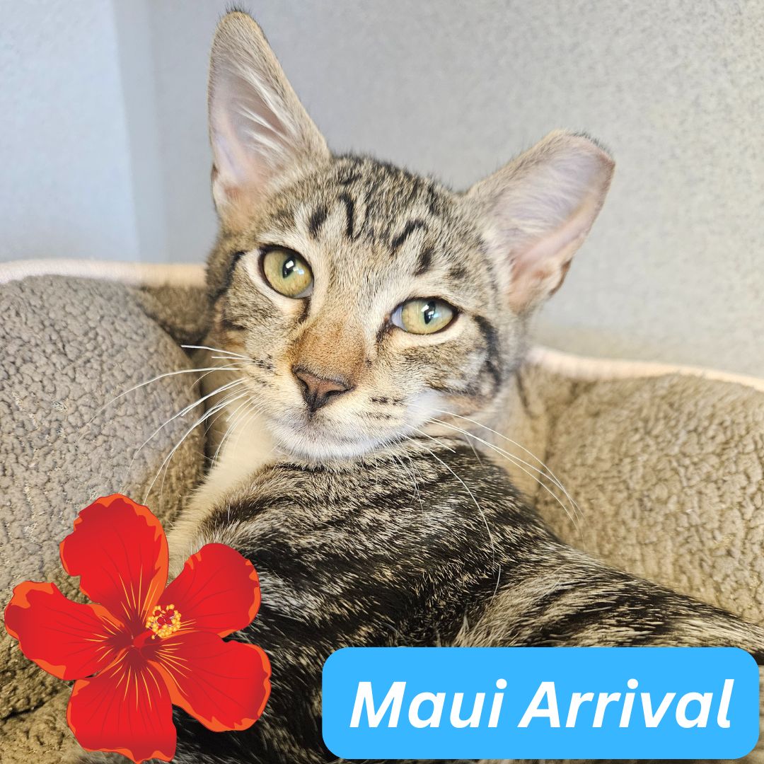 adoptable Cat in Rancho Santa Fe, CA named Chocolate