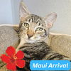 adoptable Cat in  named Chocolate