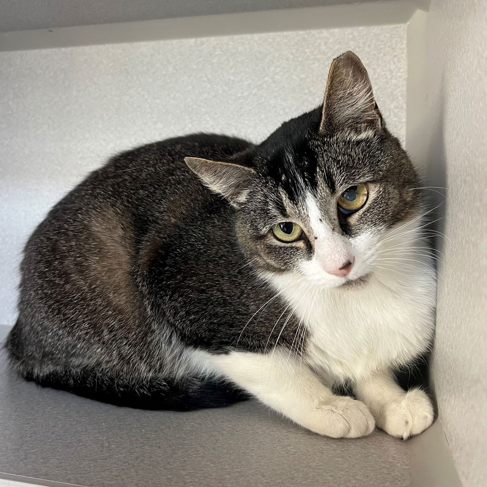 adoptable Cat in Rancho Santa Fe, CA named Joy