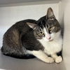 adoptable Cat in  named Joy