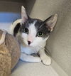 adoptable Cat in  named Valentino