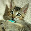 adoptable Cat in  named Donkey