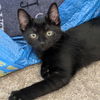 adoptable Cat in  named Flip Flop