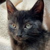 adoptable Cat in  named Shrek
