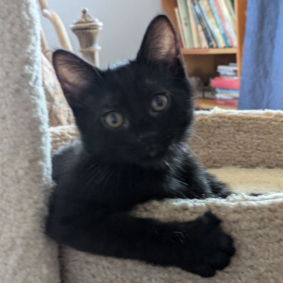 adoptable Cat in Rancho Santa Fe, CA named Surf