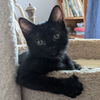 adoptable Cat in  named Surf