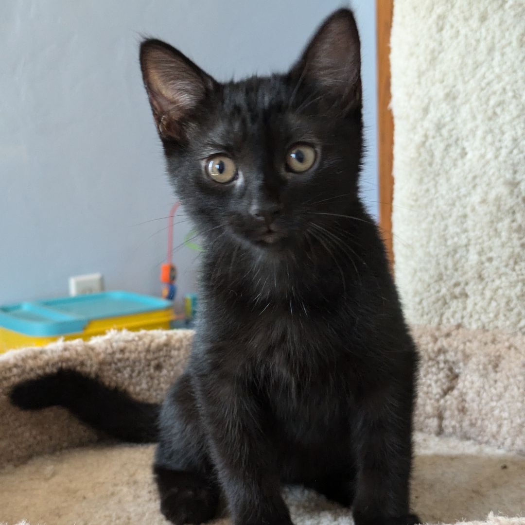 adoptable Cat in Rancho Santa Fe, CA named Waves