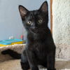 adoptable Cat in  named Waves