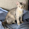 adoptable Cat in  named Lock