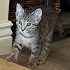 adoptable Cat in  named Key