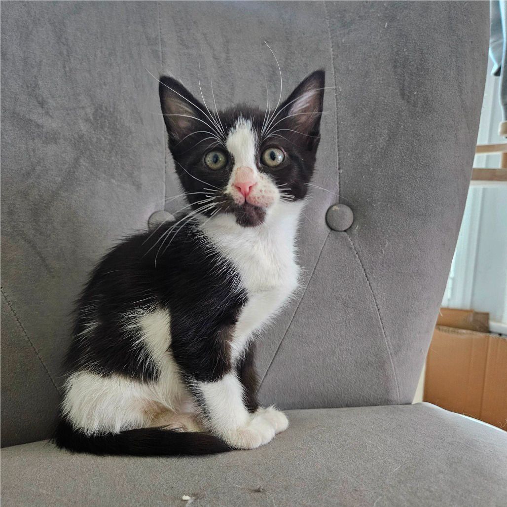 adoptable Cat in Rancho Santa Fe, CA named Fruit