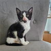adoptable Cat in  named Fruit