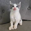 adoptable Cat in  named Loops