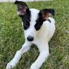 adoptable Dog in  named Hope