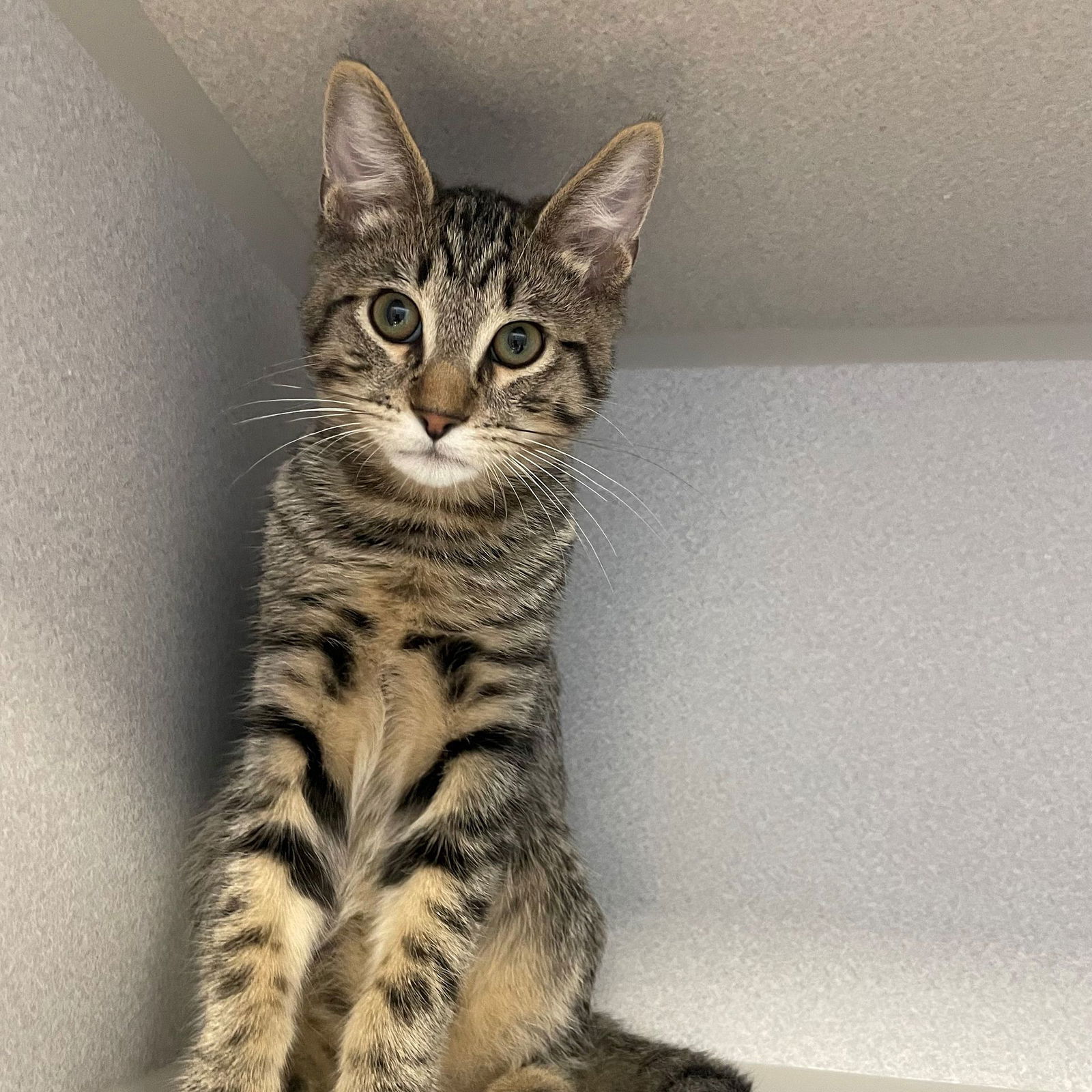 adoptable Cat in Rancho Santa Fe, CA named Newton