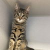 adoptable Cat in  named Newton