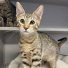 adoptable Cat in  named Fig