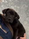 adoptable Dog in  named Ginny