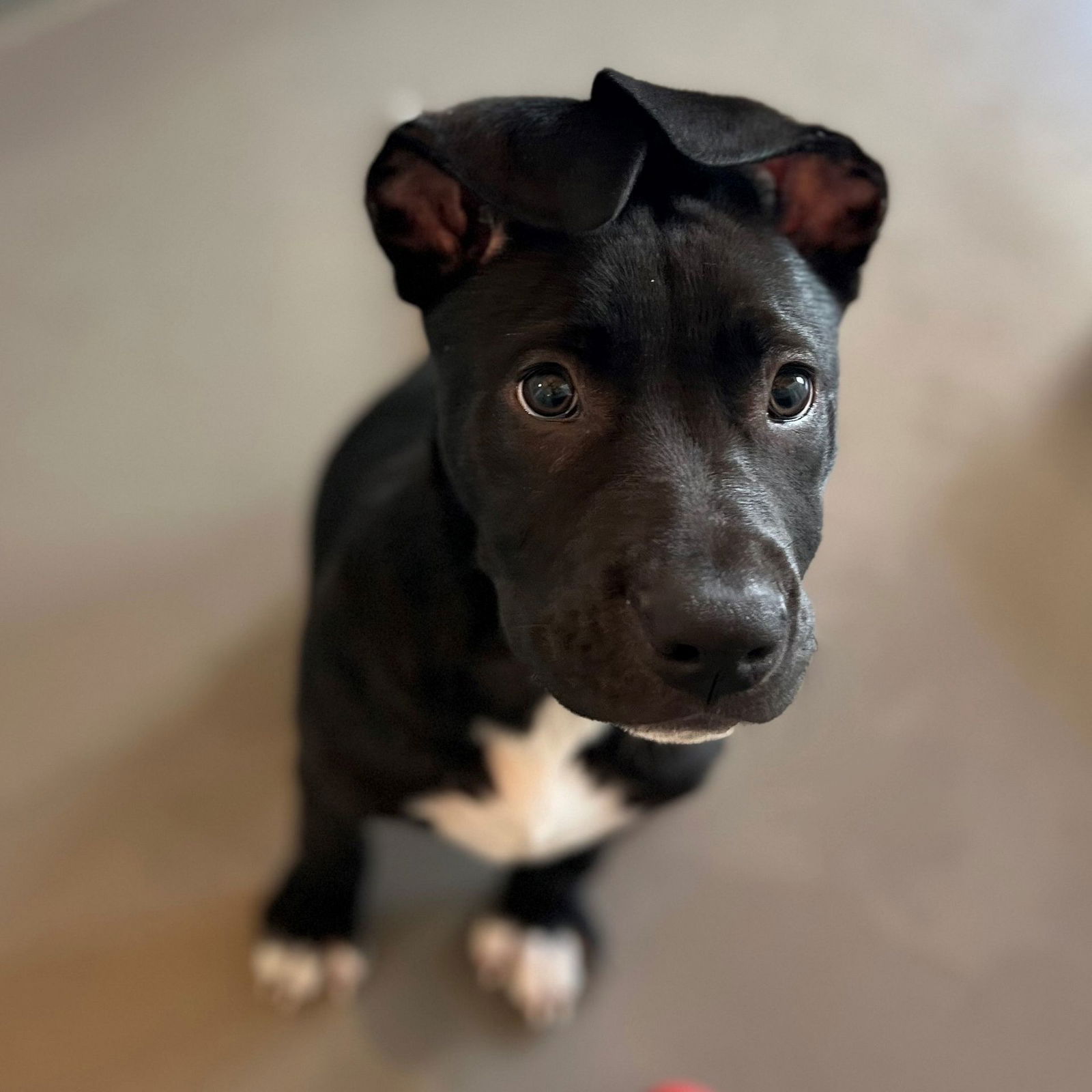 adoptable Dog in Rancho Santa Fe, CA named Damian
