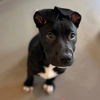 adoptable Dog in  named Damian