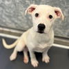 adoptable Dog in  named Casper