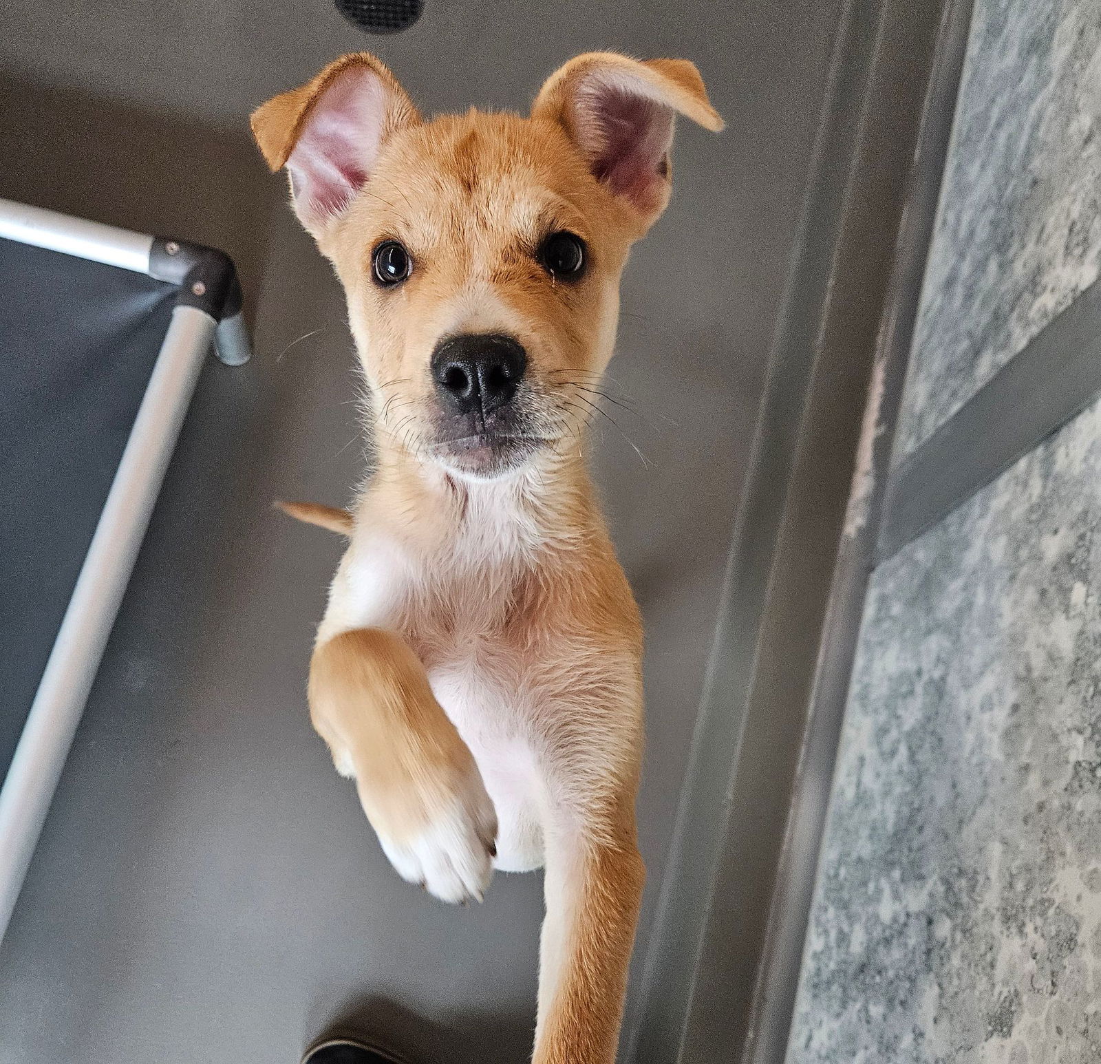 adoptable Dog in Rancho Santa Fe, CA named Sonny
