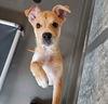 adoptable Dog in  named Sonny