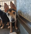 adoptable Dog in  named Carnation