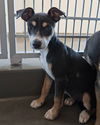 adoptable Dog in  named Daisy