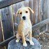 adoptable Dog in  named Corduroy