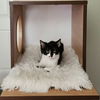 adoptable Cat in  named Marilyn Monroe
