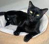 adoptable Cat in  named Momma Nyx