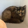 adoptable Cat in  named Tiger Lily