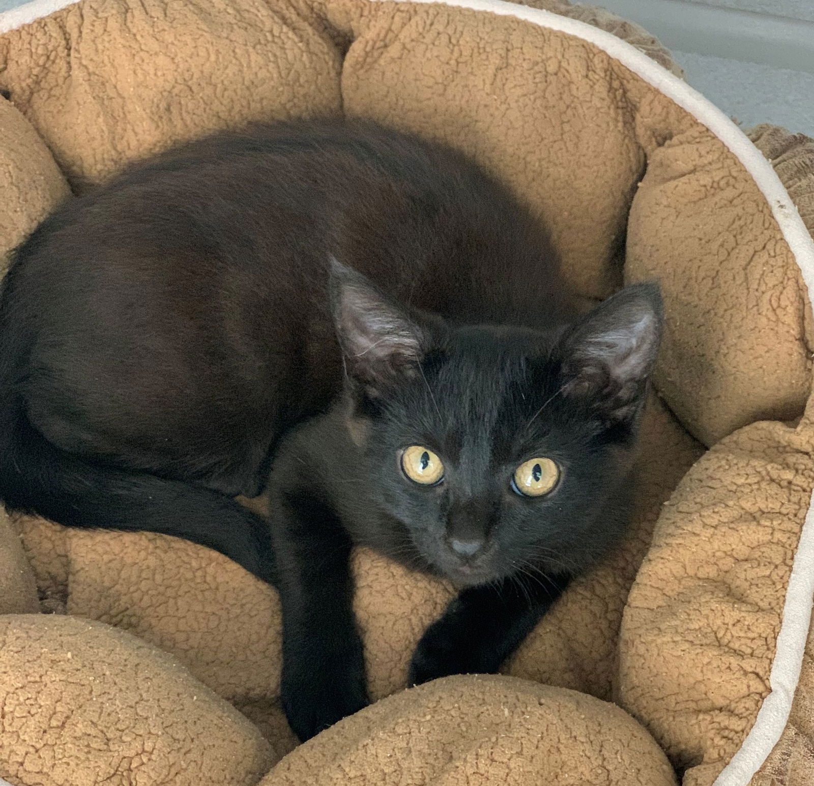 adoptable Cat in Rancho Santa Fe, CA named Binx