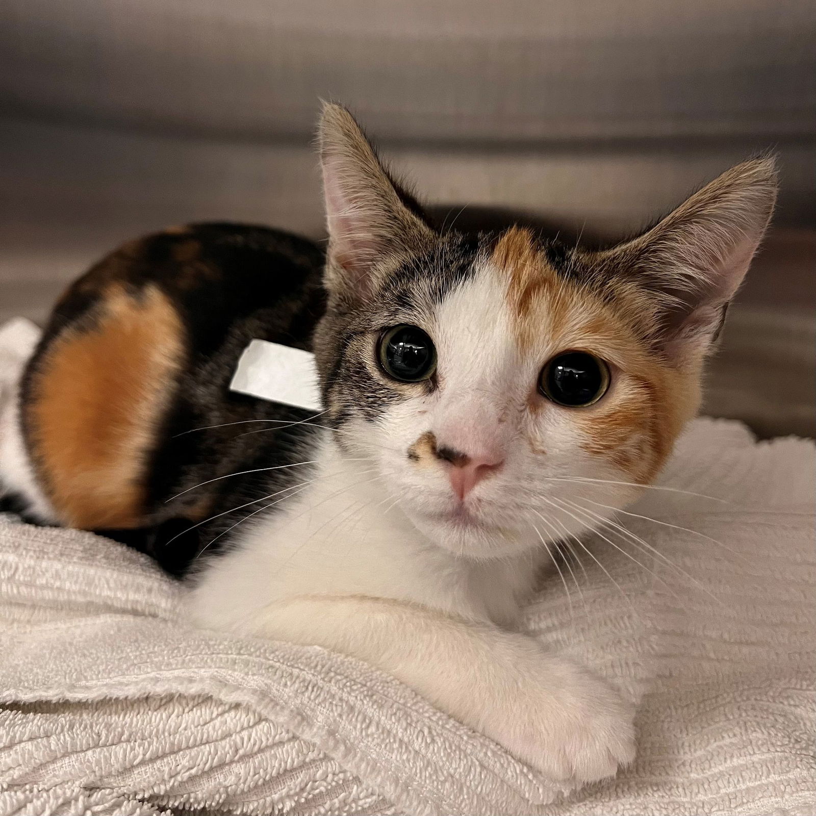 adoptable Cat in Rancho Santa Fe, CA named Fish