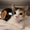 adoptable Cat in  named Fish