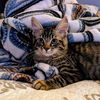 adoptable Cat in  named Ice