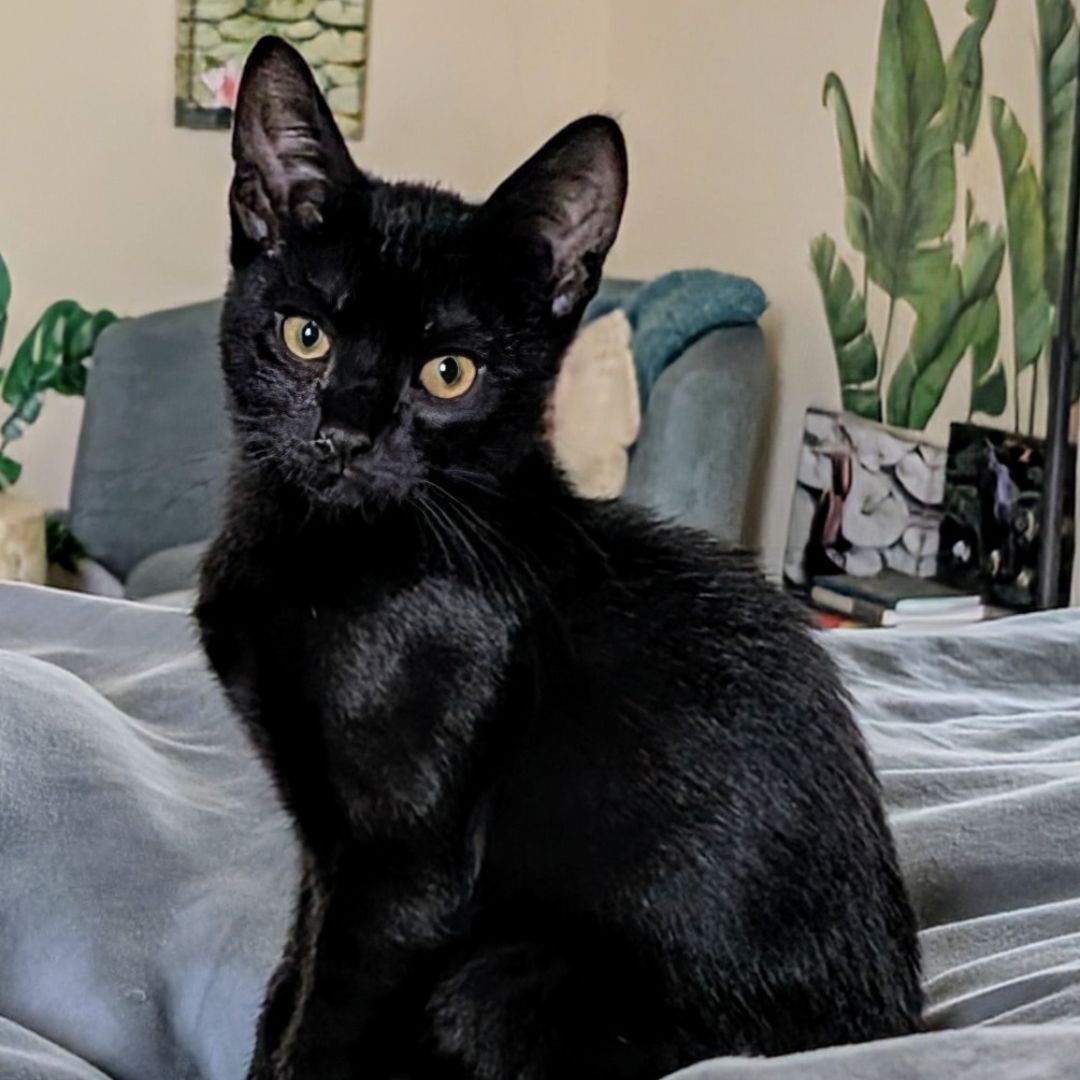 adoptable Cat in Rancho Santa Fe, CA named Cream