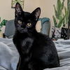 adoptable Cat in  named Cream