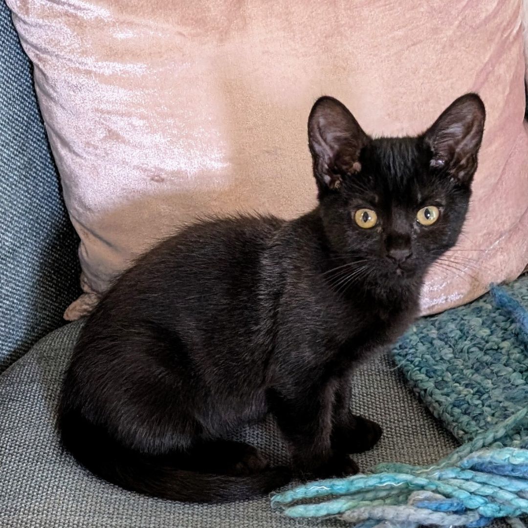 adoptable Cat in Rancho Santa Fe, CA named Cone