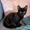 adoptable Cat in  named Cone