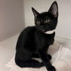 adoptable Cat in  named Mint