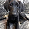 adoptable Dog in  named Plum
